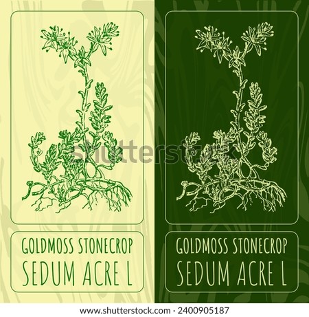 Vector drawings GOLDMOSS STONECROP. Hand drawn illustration. Latin name SEDUM ACRE L.
