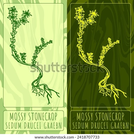 Vector drawings GOLDMOSS STONECROP. Hand drawn illustration. Latin name SEDUM ACRE L.
