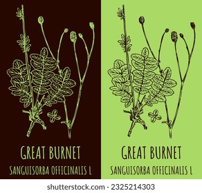 Vektorgrafiken GROSSES BURNET. Handgezeichnete Illustration. lateinischer Name SANGUISORBA OFFICINALIS L.
