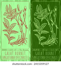 Vektorgrafiken GROSSES BURNET. Handgezeichnete Illustration. lateinischer Name SANGUISORBA OFFICINALIS L.
