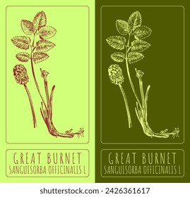 Vektor-Zeichnungen GREAT BURNET. Handgezeichnete Illustration. Lateinischer Name SANGUISORBA OFFICINALIS L.
