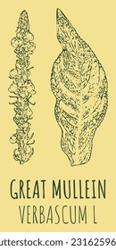 Vector drawings GREAT MULLEIN. Hand drawn illustration. Latin name VERBASCUM L