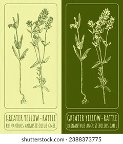 Vector drawings GREATER YELLOW-RATTLE. Hand drawn illustration. Latin name RHINANTHUS ANGUSTIFOLIUS GMEL.