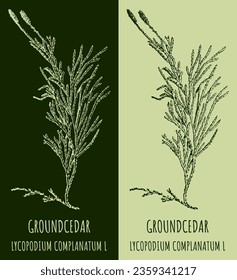Vector drawings GROUNDCEDAR. Hand drawn illustration. Latin name LYCOPODIUM COMPLANATUM L.
