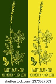 Vector drawings HAIRY AGRIMONY. Hand drawn illustration. Latin name AGRIMONIA PILOSA LEDEB.
