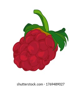 vector drawings of handmade raspberry berries on a white isolated background, flat. Romantic background, symbol, wrapping, gifts, holiday, greeting card, decoration.
