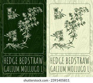 Vector drawings HEDGE BEDSTRAW. Hand drawn illustration. Latin name GALIUM MOLLUGO L.
