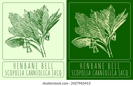 Vector drawings HENBANE BELL. Hand drawn illustration. Latin name SCOPOLIA CARNIOLICA JACQ.
