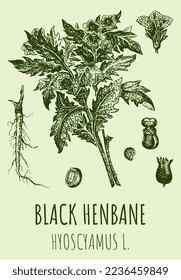 Vector drawings of henbane. Hand drawn illustration. Latin name Hyoscyamus.
