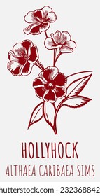 Dibujos de vectores HOLLYHOCK. Ilustración dibujada a mano. Nombre latino ALCEA FICIFOLIA .