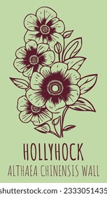 Dibujos de vectores HOLLYHOCK. Ilustración dibujada a mano. Nombre latino ALTHAEA CHINENSIS .