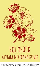 Vector drawings HOLLYHOCK. Hand drawn illustration. Latin name ALTHAEA MEXICANA .