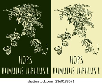 Vector drawings HOPS. Hand drawn illustration. Latin name HUMULUS LUPULUS  L.
