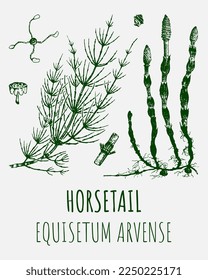 Vector drawings of HORSETAIL. Hand drawn illustration. Latin name Equisetum arvense.
