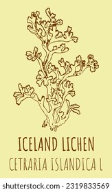 Vector drawings ICELAND LICHEN. Hand drawn illustration. Latin name CETRARIA ISLANDICA L.
