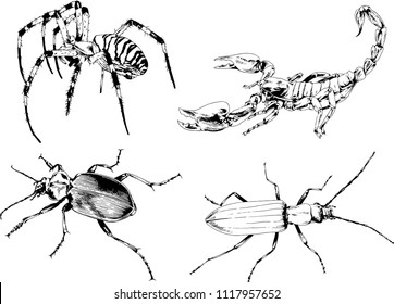 vector drawings insects-spiders, Scorpions, beetles, ink-drawn sketch