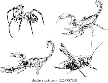 vector drawings insects-spiders, Scorpions, beetles, ink-drawn sketch