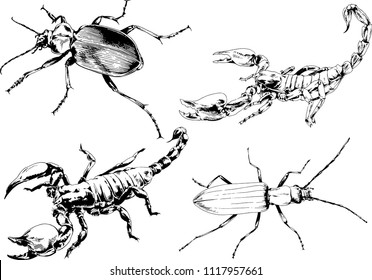 vector drawings insects-spiders, Scorpions, beetles, ink-drawn sketch