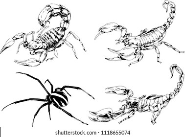 vector drawings insects-spiders, Scorpions, beetles, ink-drawn sketch