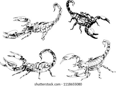 vector drawings insects-spiders, Scorpions, beetles, ink-drawn sketch