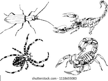 vector drawings insects-spiders, Scorpions, beetles, ink-drawn sketch