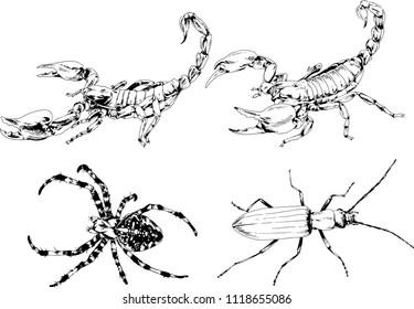 vector drawings insects-spiders, Scorpions, beetles, ink-drawn sketch