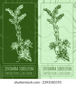 Dibujos de vectores JOVIBARBA SOBOLIFERA . Ilustración dibujada a mano. Nombre latino SEMPERVIVUM GLOBIFERUM L.
