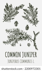 Vector drawings juniper. Hand drawn illustration. Latin name JUNIPERUS COMMUNIS L.

