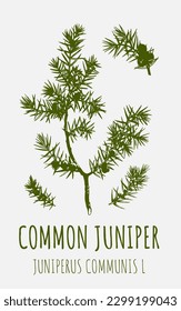 Vector drawings juniper. Hand drawn illustration. Latin name JUNIPERUS COMMUNIS L.
