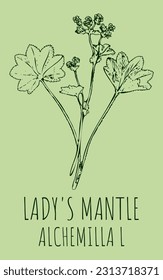 Dibujos vectoriales del MANTEL de LADY. Ilustración dibujada a mano. Nombre latino Alchemilla vulgaris L.
