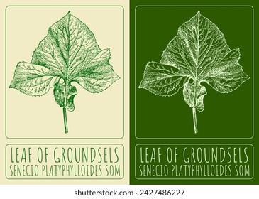 Vektorzeichnungen LEAF OF GROUNDSELS. Handgezeichnete Illustration. Der lateinische Name SENECIO PLATYPHYLLOIDES SOM.
