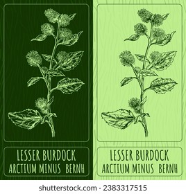 Vector drawings LESSER BURDOCK. Hand drawn illustration. Latin name ARCTIUM MINUS  BERNH.
