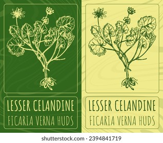 Vector drawings LESSER CELANDINE. Hand drawn illustration. Latin name FICARIA VERNA HUDS.
