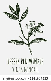 Vector drawings of LESSER PERIWINKLE. Hand drawn illustration. Latin name VINCA MINOR L.
