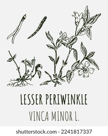 Vector drawings of LESSER PERIWINKLE. Hand drawn illustration. Latin name VINCA MINOR L.
