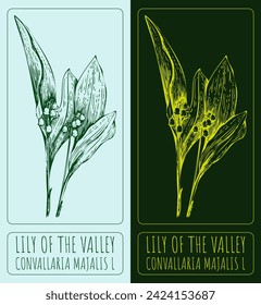 Vector drawings LILY OF THE VALLEY. Hand drawn illustration. Latin name CONVALLARIA MAJALIS L.

