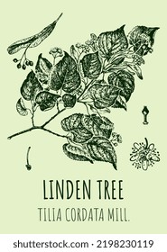 Vector drawings LINDEN TREE. Hand drawn illustration. Latin name TILIA CORDATA MILL.
