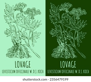 Vector drawings LOVAGE. Hand drawn illustration. Latin name LEVISTICUM OFFICINALE W.D.J.KOCH.
