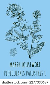 Vector drawings of MARSH LOUSEWORT. Hand drawn illustration. Latin name PEDICULARIS PALUSTRIS L.
