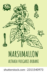 Vector drawings MARSH MALLOW  Hand drawn illustration  Latin name ALTHAEA OFFICINALIS L 
