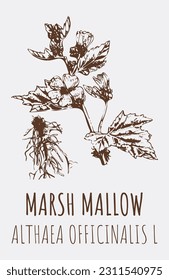 Vector drawings MARSH MALLOW  Hand drawn illustration  Latin name ALTHAEA OFFICINALIS L 
