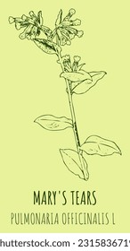 Vector drawings MARY'S TEARS . Hand drawn illustration. Latin name PULMONARIA OFFICINALIS L.
