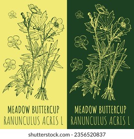 Vector drawings MEADOW BUTTERCUP. Hand drawn illustration. Latin name RANUNCULUS ACRIS L.
