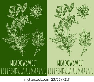 Dibujos de vectores MEADOWSWEET. Ilustración dibujada a mano. Nombre en latín FILIPENDULA ULMARIA L.
