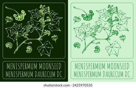 Vector drawings MENISPERMUM MOONSEED. Hand drawn illustration. Latin name MENISPERMUM DAURICUM DC.
