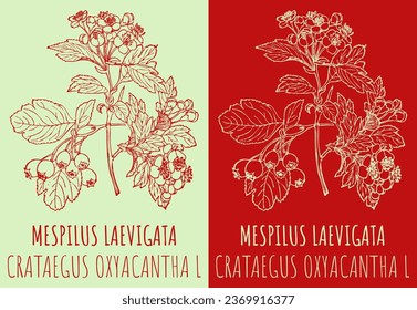 Vector drawings MESPILUS LAEVIGATA . Hand drawn illustration. Latin name CRATAEGUS OXYACANTHA L.

