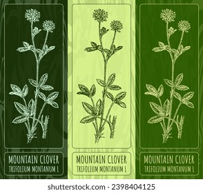 Dibujos de vectores MONTAIN CLOVER. Ilustración dibujada a mano. Nombre latino TRIFOLIUM MONTANUM L.
