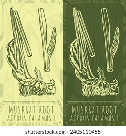 Vector drawings MUSKRAT ROOT. Hand drawn illustration. Latin name ACORUS CALAMUS  L.
