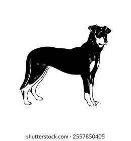 vector drawings New Zealand shepherd, vector sketch in ink by hand , objects with no background