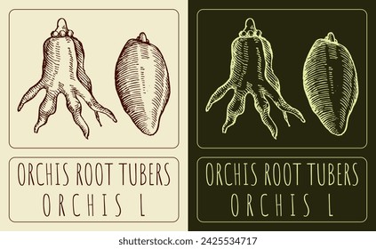 Vector drawings ORCHIS ROOT TUBERS. Hand drawn illustration. Latin name ORCHIS L.
